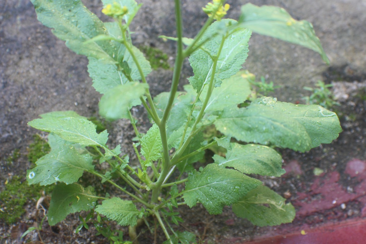 Brassica juncea (L.) Czern.
